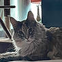 Giselle is registered to the contest to win money with this photo: cat, fluffy, pet, indoor, bed, lamp, cat_tree, furniture, curious, animal, domestic, cozy, relaxed, soft_light, home, fur, whiskers, ears, face, resting