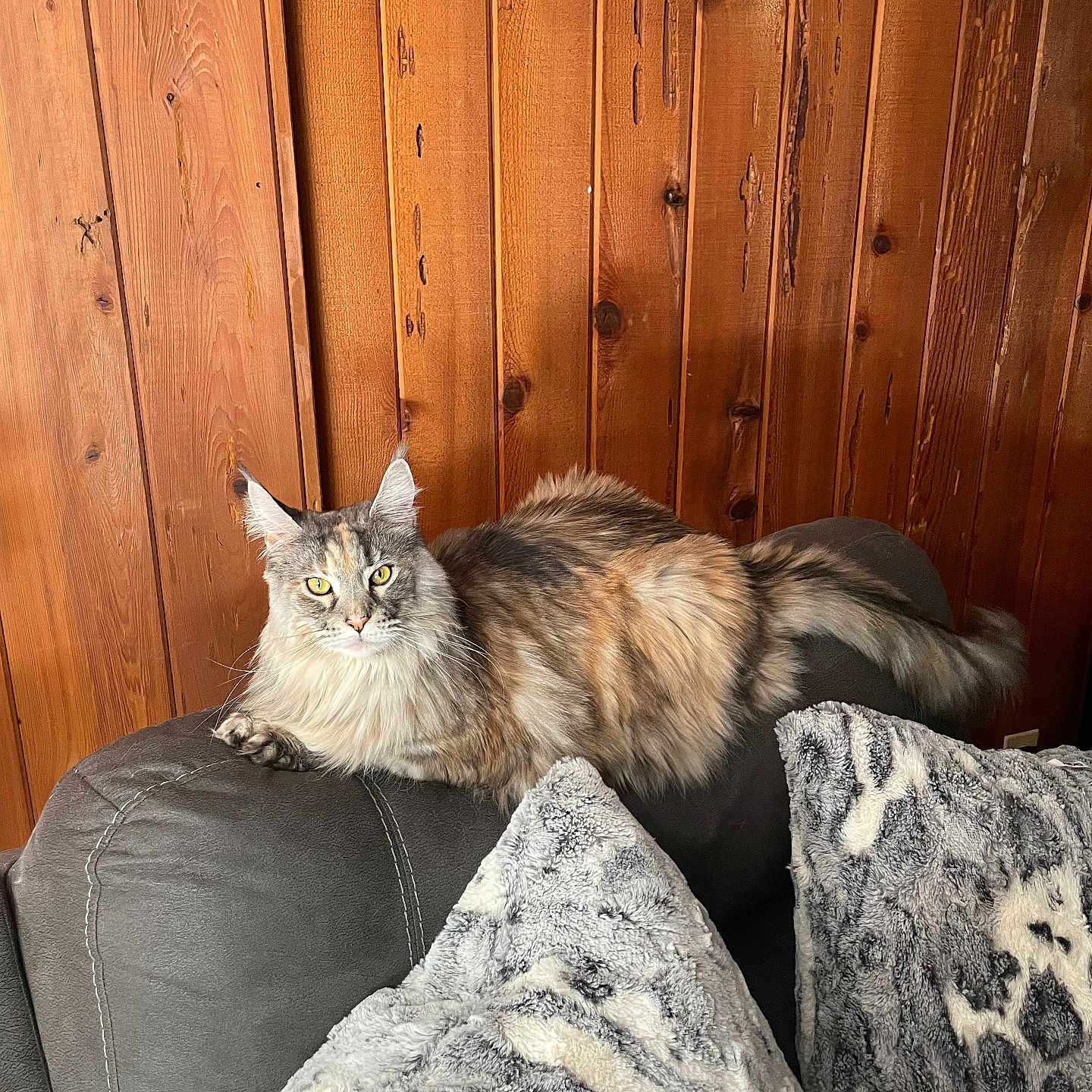 Giselle is registered to the contest to win money with this photo: animal, cat, comfortable, cozy, cute, domestic, feline, fluffy, gray_couch, home, indoor, living_room, long_hair, pet, pillows, relaxed, resting, tabby, wooden_wall, yellow_eyes