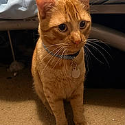 Georgie is registered to the contest to win money with this photo: cat, orange_tabby, pet, collar, indoor, carpet, whiskers, animal, feline, domestic_cat, curious, sitting, floor, bed, tag, ears, eyes, fur, closeup, cute