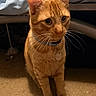 cat, orange_tabby, pet, collar, indoor, carpet, whiskers, animal, feline, domestic_cat, curious, sitting, floor, bed, tag, ears, eyes, fur, closeup, cute
