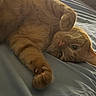 Georgie joined the competition — help win amazing prizes! cat, orange_tabby, pet, animal, feline, bed, blanket, paw, whiskers, relaxed, indoor, cute, fur, sleepy, cozy, domestic_animal, mammal, resting, closeup, soft_light