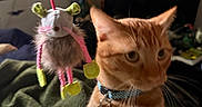 Georgie joined the competition — help win amazing prizes! cat, orange_tabby, toy_mouse, collar, indoor, furniture, blanket, wall_art, television, pet, whiskers, curious, fuzzy_toy, dangle, bedroom, cozy, blurred_background, domestic_animal, playful, soft_lighting