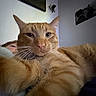 Georgie joined the competition — help win amazing prizes! cat, orange_tabby, close_up, selfie, indoor, person, bedroom, whiskers, fur, face, relaxing, pet, animal, cute, resting, lying_down, human, cozy, portrait, feline