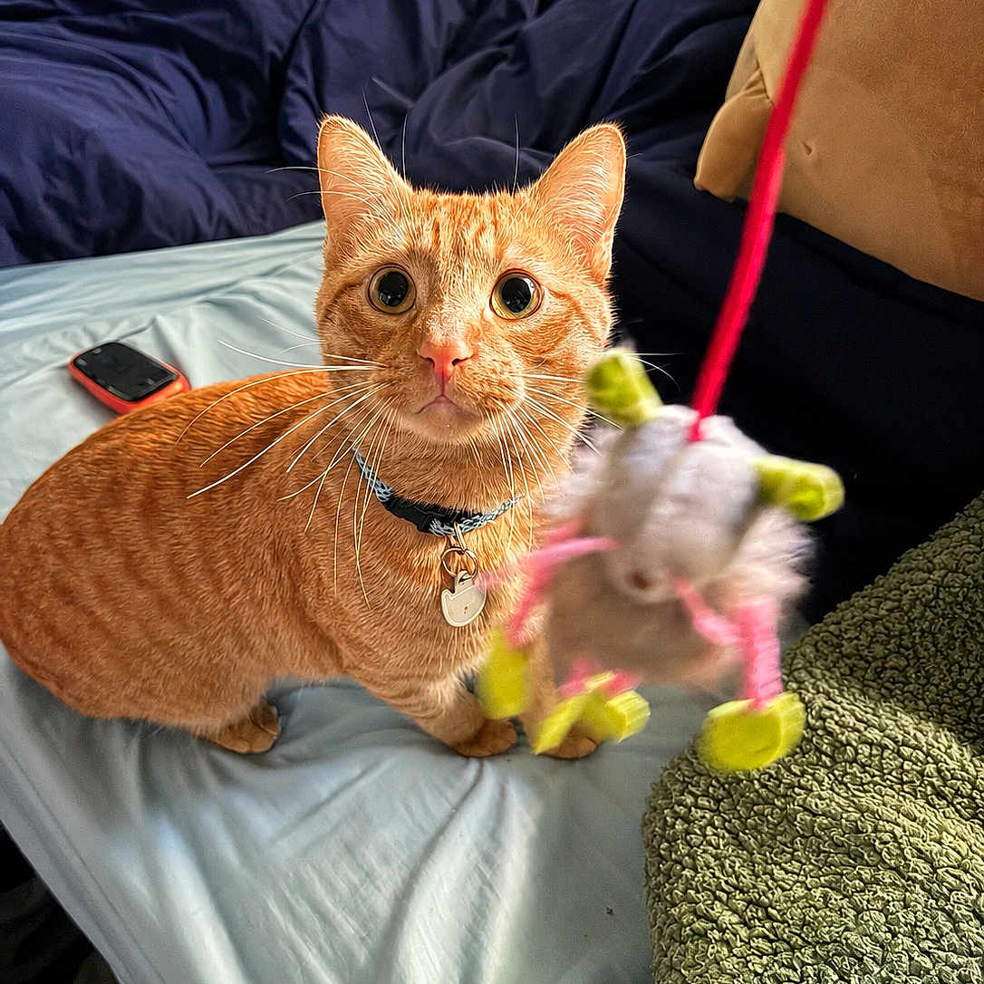Georgie is registered to the contest to win money with this photo: cat, orange_tabby, toy_mouse, bed, blue_sheets, green_blanket, whiskers, collar, indoor, pet, feline, curious, playful, animal, closeup, furniture, resting, domestic, fur, cute