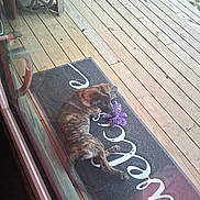 Krishna joined the competition — help win amazing prizes! dog, brindle, toy, purple_toy, welcome_mat, wooden_porch, glass_door, reflection, outdoor, pet, playing, relaxed, canine, flooring, door_handle, wood, animal, domestic_animal, daylight, resting