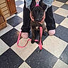 Krishna joined the competition — help win amazing prizes! dog, party_hat, leash, person, crocs, black_and_white_floor, checkered_floor, indoor, pet, brindle, floor_tile, pink, shoes, pants, holding, cute, animal, celebration, store, retail