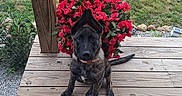 Krishna joined the competition — help win amazing prizes! animal, brindle, canine, collar, cute, daylight, dog, flower_bush, green_grass, nature, outdoor, pet, plant, porch, puppy, red_flowers, sitting, summer, wooden_deck, young_dog