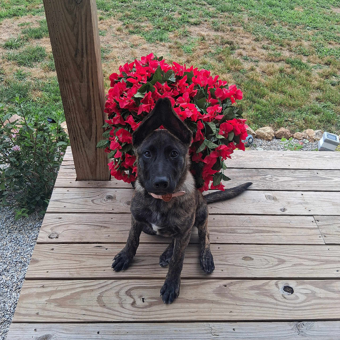Krishna joined the competition — help win amazing prizes! puppy, dog, brindle, porch, wooden_deck, flower_bush, red_flowers, green_grass, outdoor, pet, sitting, cute, animal, nature, collar, plant, summer, daylight, young_dog, canine