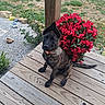 dog, puppy, brindle, flower_pot, red_flowers, wooden_porch, ear_flop, grass, outdoor, garden, plant, pet, animal, sitting, curious, nature, daylight, greenery, wood, cute