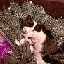 Kiki joined the competition — help win amazing prizes! cat, sleeping, tinsel, silver, holiday, decoration, cozy, relaxed, fur, pet, indoor, carpet, plastic_bag, resting, cute, animal, black_and_white, whiskers, ears, closed_eyes