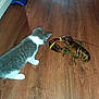 Kiki is registered to the contest to win money with this photo: kitten, cat, lobster, wooden_floor, curious, animal_interaction, pet, indoor, floor, claws, whiskers, tail, paws, shellfish, domestic_cat, seafood, animal_face, closeup, texture, natural_light