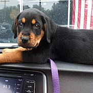 Sasha joined the competition — help win amazing prizes! american_flag, animal, black_and_tan, car_dashboard, cute, dashboard_controls, dog, domestic_animal, indoors, leash, looking_at_camera, pet, puppy, radio_display, raindrops, resting, rottweiler, vehicle_interior, window, young_dog