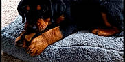 Sasha is registered to the contest to win money with this photo: animal, black_and_tan, bone, canine, carpet, chewing, cozy, cushion, cute, dog, fluffy, fur, indoor, lying_down, paw, pet, puppy, resting, rottweiler, young