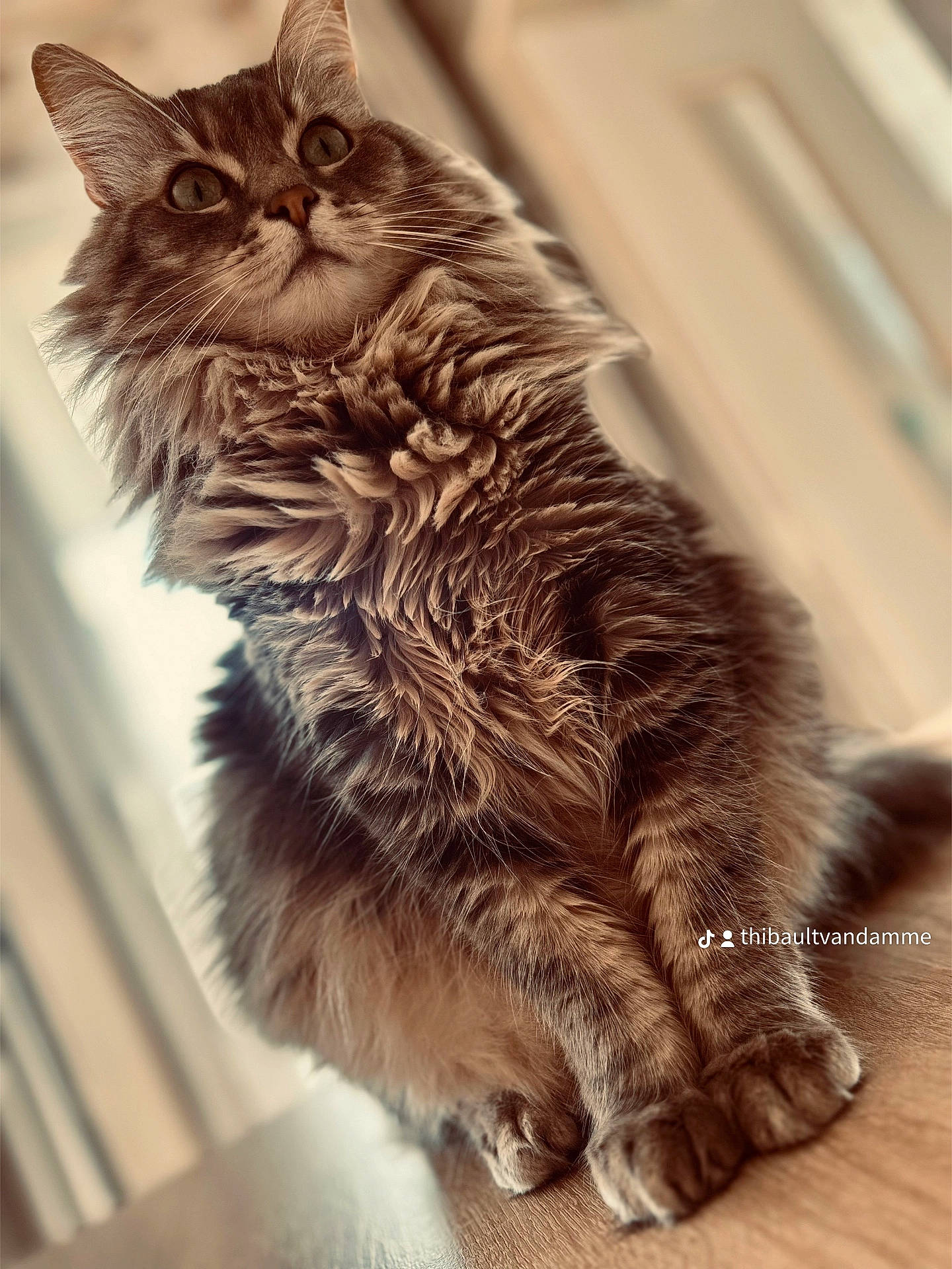 Gribouille a rejoint le concours — aidez-le/la à gagner de superbes lots ! abyssinian, angora, animal, cat, hardwood, kitten, manx, pet, wood