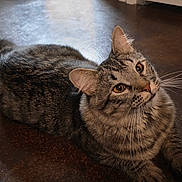 Cyclops joined the competition — help win amazing prizes! cat, tabby, pet, animal, whiskers, fur, eyes, floor, indoor, relaxed, curious, mammal, cute, domestic, laying, portrait, feline, closeup, brown, striped