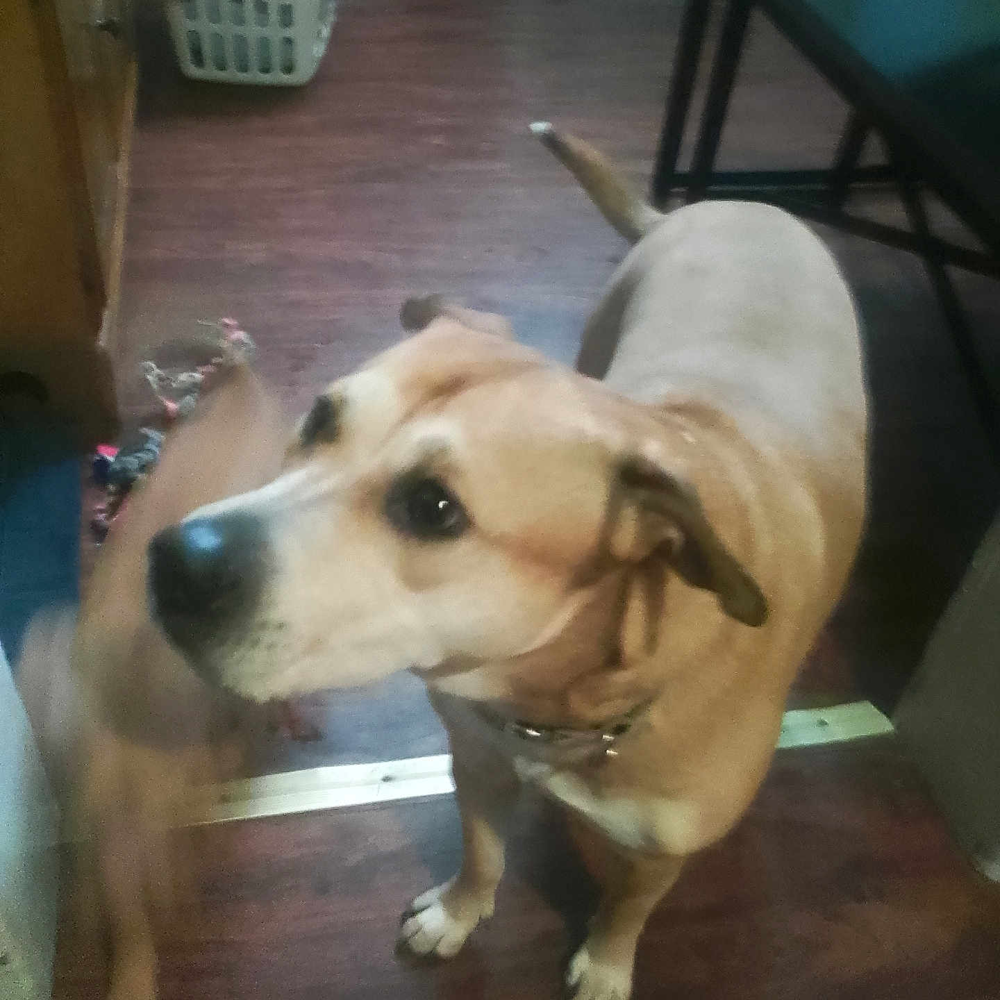 Marley