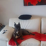 Schiva participe au concours pour gagner de l'argent avec cette photo : dog, couch, lamp, indoor, red_cloth, white_couch, relaxed, pet, furniture, living_room, black_dog, household_items, table, decor, resting, domestic, canine, cozy, casual, dog_collared