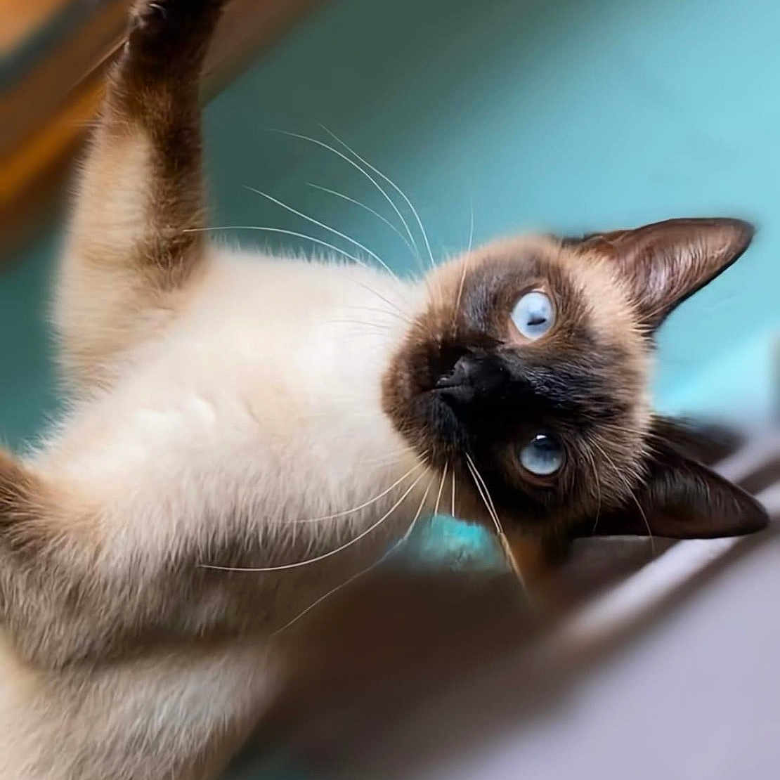 Loona participe au concours pour gagner de l'argent avec cette photo : animal, cat, kitten, pet, siamese