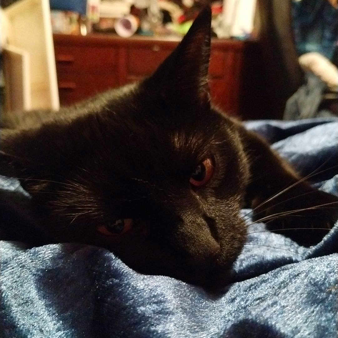 Bean