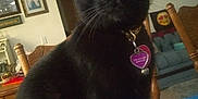 Bean joined the competition — help win amazing prizes! black_cat, cat, pet, indoor, chair, living_room, furniture, collar, tag, curious, wide_eyes, decor, framed_pictures, pillow, wooden_chair, table, cozy, domestic_animal, home, animal