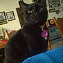 black_cat, cat, pet, indoor, chair, living_room, furniture, collar, tag, curious, wide_eyes, decor, framed_pictures, pillow, wooden_chair, table, cozy, domestic_animal, home, animal