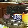 Bean joined the competition — help win amazing prizes! cat, black_cat, glowing_eyes, indoor, table, candle, glass_bowl, chair, kitchen, household_items, blurry, dark, pet, furniture, decor, lighting, background, domestic, animal, curious