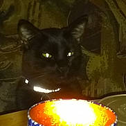 Bean is registered to the contest to win money with this photo: cat, black_cat, candle, glowing_eyes, dark, indoor, table, decor, light, shadow, feline, pet, mysterious, glow, collar, quiet, background, closeup, still_life, night