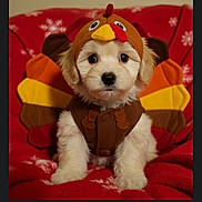 Punky is registered to the contest to win money with this photo: puppy, dog, costume, turkey_costume, pet, cute, animal, holiday, thanksgiving, red_blanket, snowflake_pattern, indoor, fluffy, sitting, brown, yellow, orange, adorable, face, portrait