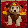 puppy, dog, costume, turkey_costume, pet, cute, animal, holiday, thanksgiving, red_blanket, snowflake_pattern, indoor, fluffy, sitting, brown, yellow, orange, adorable, face, portrait