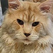 Thor joined the competition — help win amazing prizes! cat, fluffy, long_hair, orange, white, pet, animal, close_up, face, whiskers, ears, fur, mustache, indoor, portrait, feline, cute, domestic, looking, serious