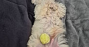 Bandy a rejoint le concours — aidez-le/la à gagner de superbes lots ! animal, blanket, comfort, companion, cozy, cute, dog, fluffy, fur, home, indoor, lying_down, pet, playful, relaxed, resting, sleeping, soft, white, yellow_ball