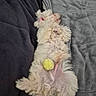 Bandy a rejoint le concours — aidez-le/la à gagner de superbes lots ! dog, white, fluffy, lying_down, blanket, yellow_ball, pet, relaxed, sleeping, cozy, fur, indoor, cute, soft, resting, animal, companion, home, comfort, playful