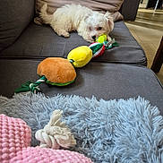 Bandy a rejoint le concours — aidez-le/la à gagner de superbes lots ! puppy, dog, white_dog, couch, sofa, plush_toy, toy, pillow, blanket, furniture, indoor, wooden_floor, pet, cute, lying_down, cozy, home, living_room, playful, relaxed