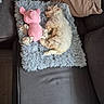 puppy, dog, sleeping, plush_toy, pink, pig_toy, blue_mat, gray_couch, beige_cushion, indoor, pet, cozy, fur, resting, soft, cute, animal, living_room, relaxation, companion