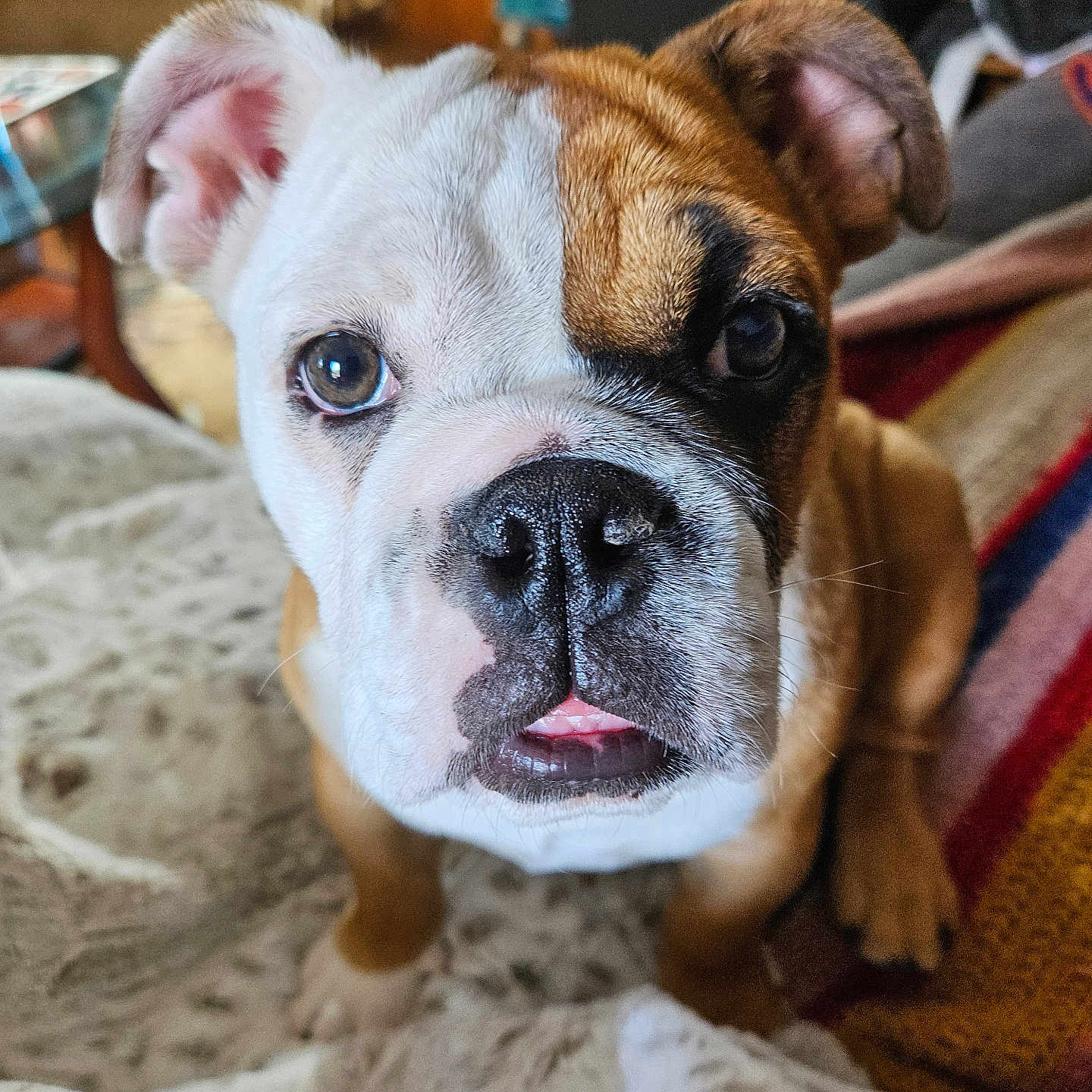Candy Cane is registered to the contest to win money with this photo: animal, bostonbull, boxer, bulldog, canine, dog, frenchbulldog, indoors, person, pet, pitbull, puppy, quilt, sleeping, whitedog