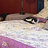 Phoebe is registered to the contest to win money with this photo: bedroom, cat, bedspread, lamp, purple, white, black, sleeping, furniture, decor, pillow, cozy, indoor, resting, pattern, quilt, nightstand, relaxing, home, comfortable