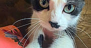 Phoebe is registered to the contest to win money with this photo: cat, kitten, black_and_white, paws, whiskers, curious, indoor, wood_floor, furniture, close_up, pet, animal, cute, young, looking_at_camera, fur, portrait, claws, playful, soft