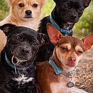 Tubb Allie Man Bitty is registered to the contest to win money with this photo: dog, small_dog, chihuahua, canine, pet, outdoor, nature, collar, animal, fur, portrait, group, cute, laying_down, alert, ears, four_animals, closeup, companionship, friendly