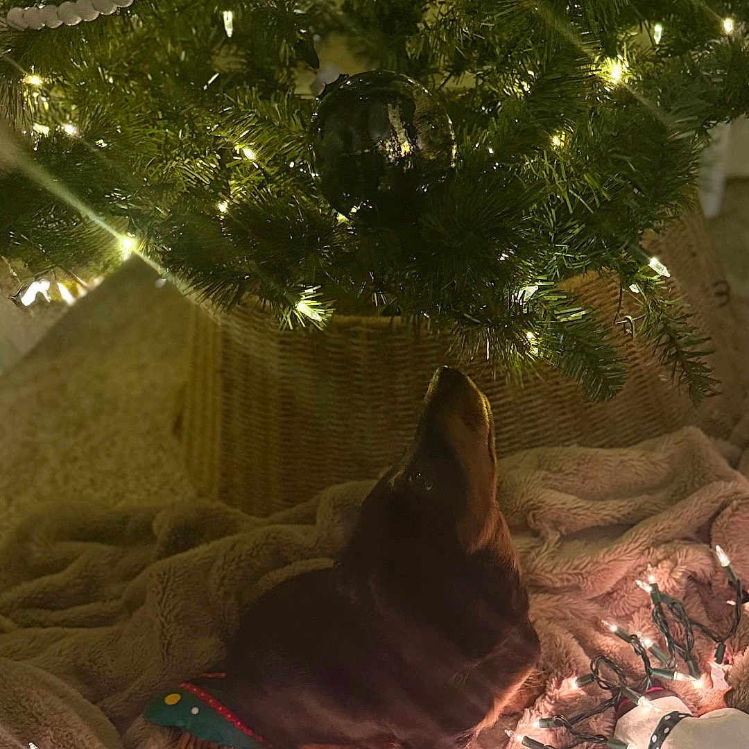 Frankie Blu is registered to the contest to win money with this photo: blanket, brown, christmas_lights, christmas_tree, cozy, decorations, dog, festive, holiday, holiday_decor, indoor, lights, looking_up, ornament, pine_needles, relaxing, small_dog, soft_texture, toy, wicker_basket
