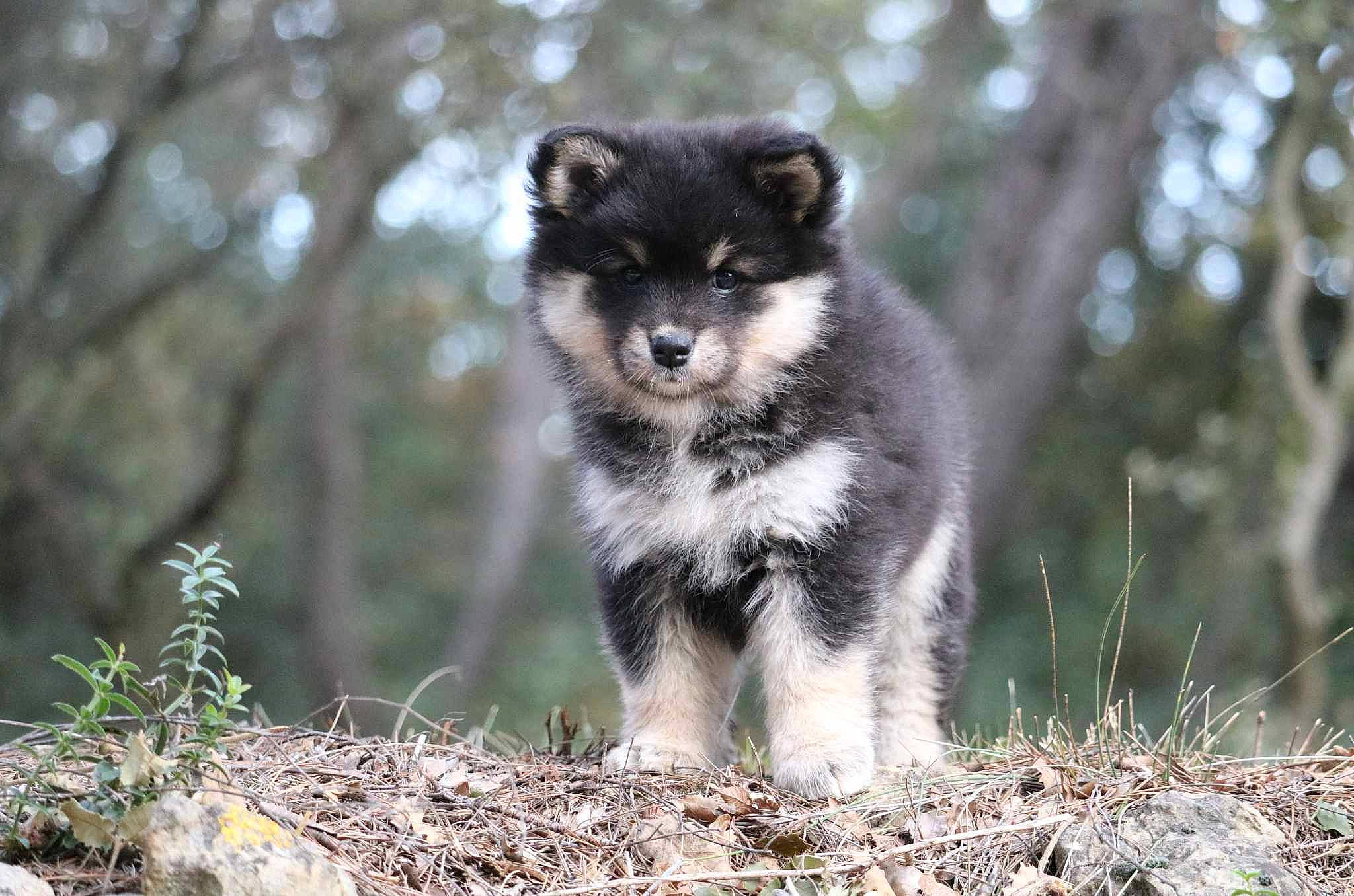 Saukko participe au concours pour gagner de l'argent avec cette photo : canidae, carnivore, companion_dog, dog, dog_breed, forest, fur, grass, plant, snout, soil, sporting_group, tail, terrestrial_animal, tree, twig, whiskers, woodland, working_animal, working_dog