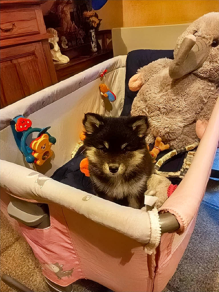 Saukko participe au concours pour gagner de l'argent avec cette photo : basket, canidae, carnivore, cat, cat_supply, chair, comfort, companion_dog, dog_breed, domestic_short_haired_cat, fashion_accessory, fawn, felidae, fur, sitting, small_to_medium_sized_cats, snout, tail, whiskers, working_animal