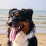 dog, beach, tongue_out, happy, sand, ocean, outdoor, animal, pet, fur, black_fur, white_fur, brown_fur, portrait, canine, summer, nature, water, sunlight, closeup