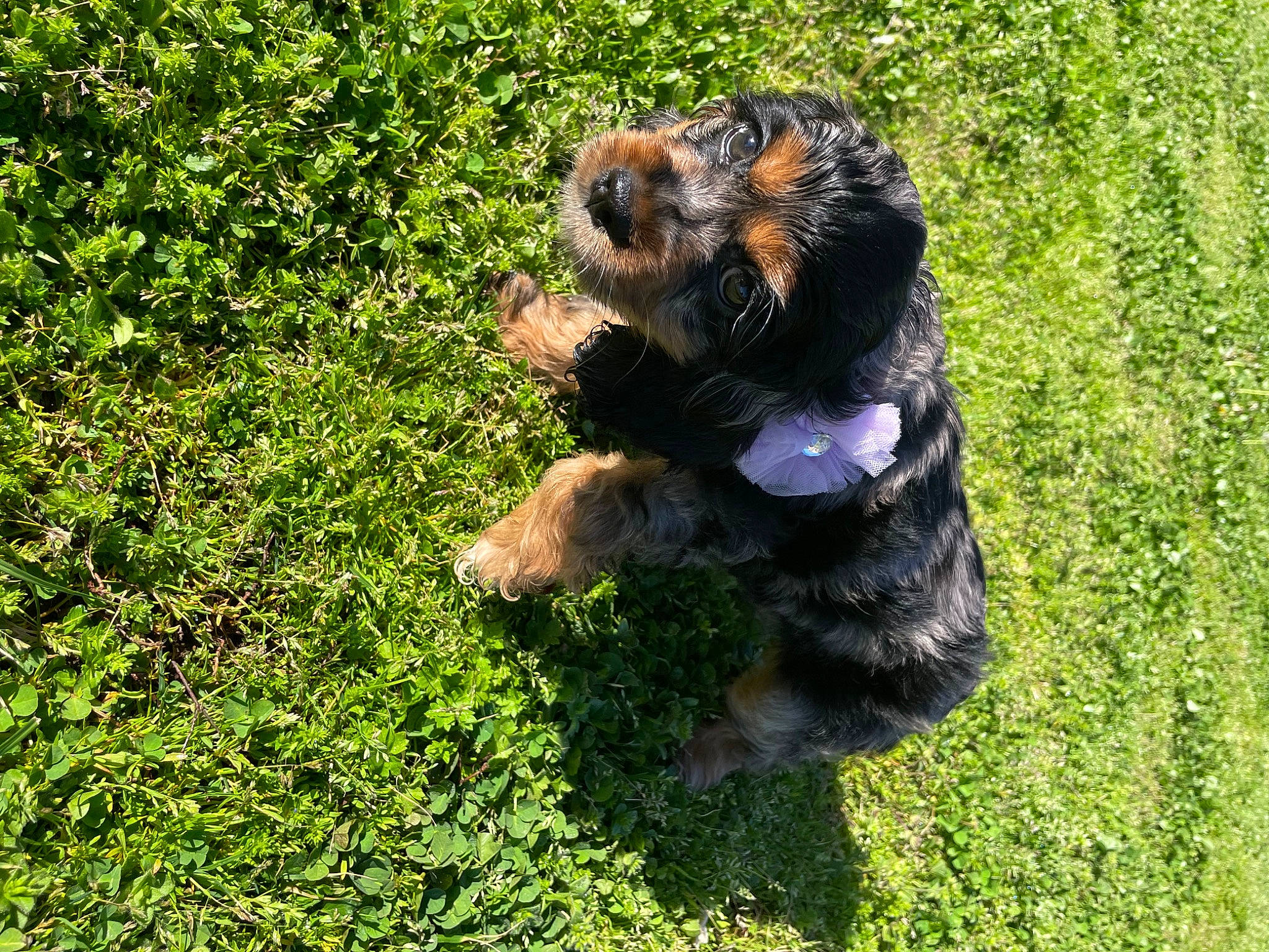 Sophie joined the competition — help win amazing prizes! canidae, carnivore, companion_dog, dog, dog_breed, fawn, fur, grass, groundcover, lawn, plant, small_terrier, snout, sporting_group, tail, terrestrial_animal, terrier, toy, toy_dog, welsh_terrier