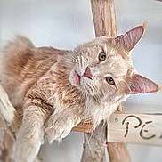 Yoko a rejoint le concours — aidez-le/la à gagner de superbes lots ! cat, feline, orange_cat, whiskers, pink_nose, fluffy, pet, wooden_structure, indoor, relaxed, curious, close_up, animal, mammal, fur, ears, paws, resting, domestic_cat, cute
