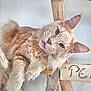 cat, feline, orange_cat, whiskers, pink_nose, fluffy, pet, wooden_structure, indoor, relaxed, curious, close_up, animal, mammal, fur, ears, paws, resting, domestic_cat, cute