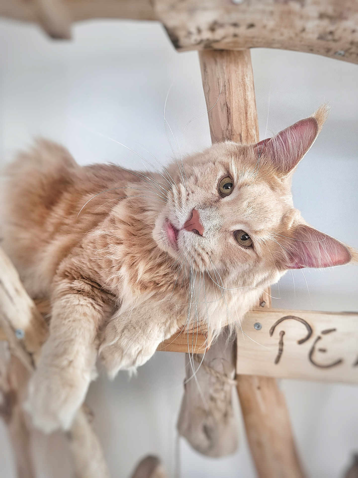 Yoko a rejoint le concours — aidez-le/la à gagner de superbes lots ! cat, feline, orange_cat, whiskers, pink_nose, fluffy, pet, wooden_structure, indoor, relaxed, curious, close_up, animal, mammal, fur, ears, paws, resting, domestic_cat, cute