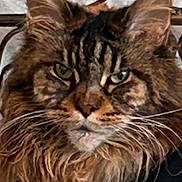Molly joined the competition — help win amazing prizes! cat, tabby, long_hair, green_eyes, whiskers, face, ears, fur, pet, animal, closeup, indoor, iron_frame, ornate, feline, portrait, expression, majestic, resting, brown