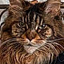 cat, tabby, long_hair, green_eyes, whiskers, face, ears, fur, pet, animal, closeup, indoor, iron_frame, ornate, feline, portrait, expression, majestic, resting, brown
