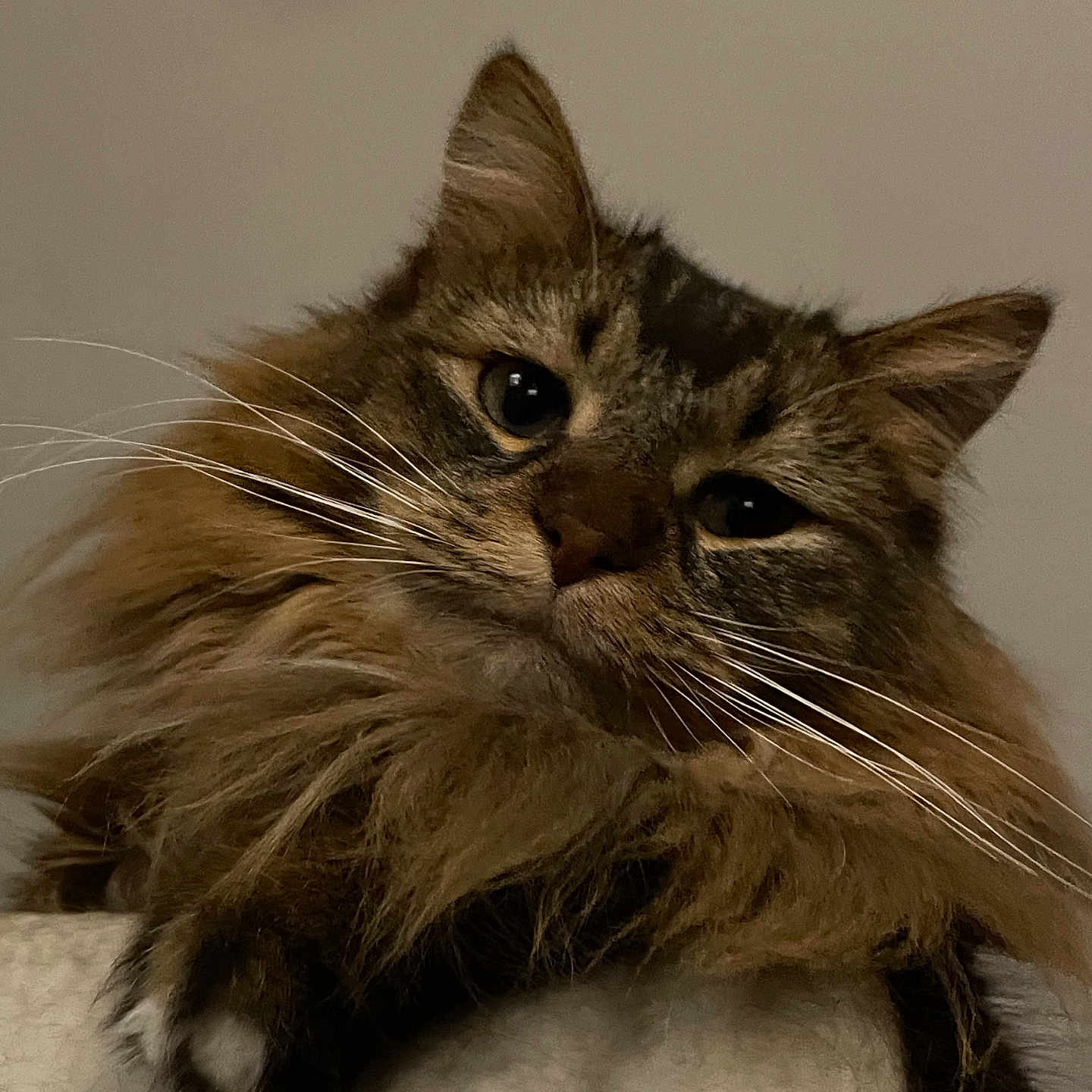 Kalvin joined the competition — help win amazing prizes! animal, cat, closeup, cute, domestic_cat, eyes, face, feline, fluffy, fur, indoor, looking, mammal, paws, pet, portrait, relaxed, resting, tabby, whiskers