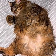 Momma joined the competition — help win amazing prizes! cat, tabby, fluffy, sleeping, relaxed, pet, animal, feline, fur, whiskers, paws, bed, blanket, striped, cozy, cute, domestic, resting, indoor, soft